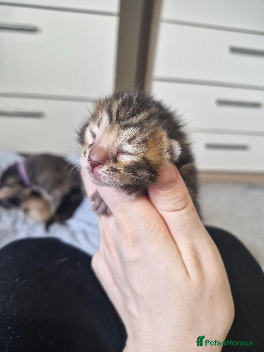 Bengal cats for sale: Genetic Health Tested Snow & Brown Bengal Kittens - Advert 10