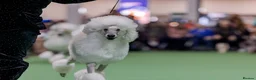 Standard Poodle dogs for stud: Quality White Standard Poodle for Stud - Advert 5