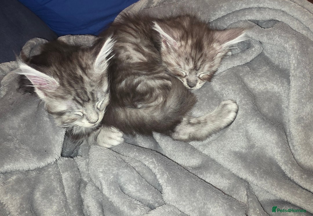 Maine Coon cats for sale: Xl Maine coon kittens  - Image 5