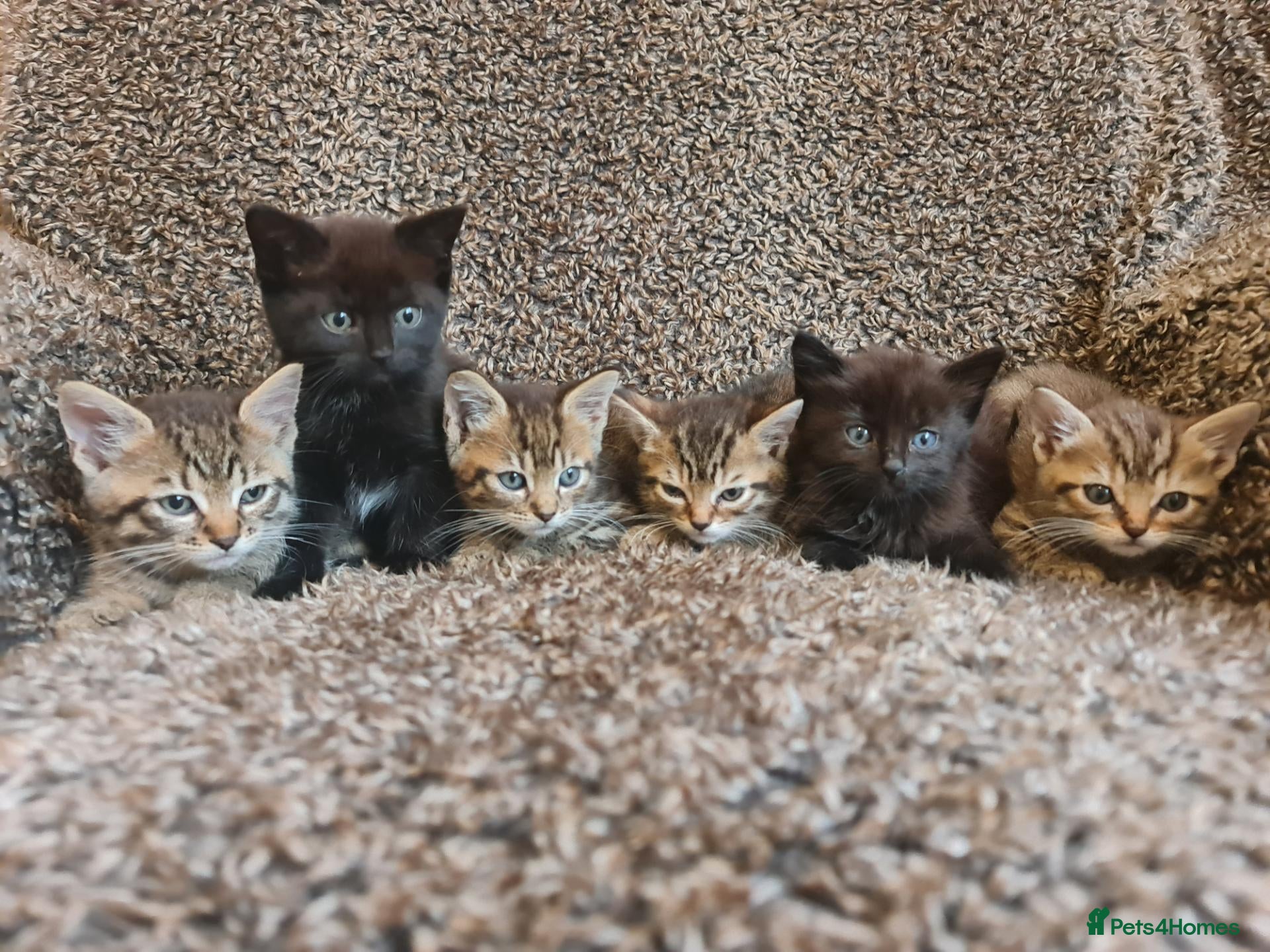 Mixed Breed cats Kittens for sale  - Advert 2