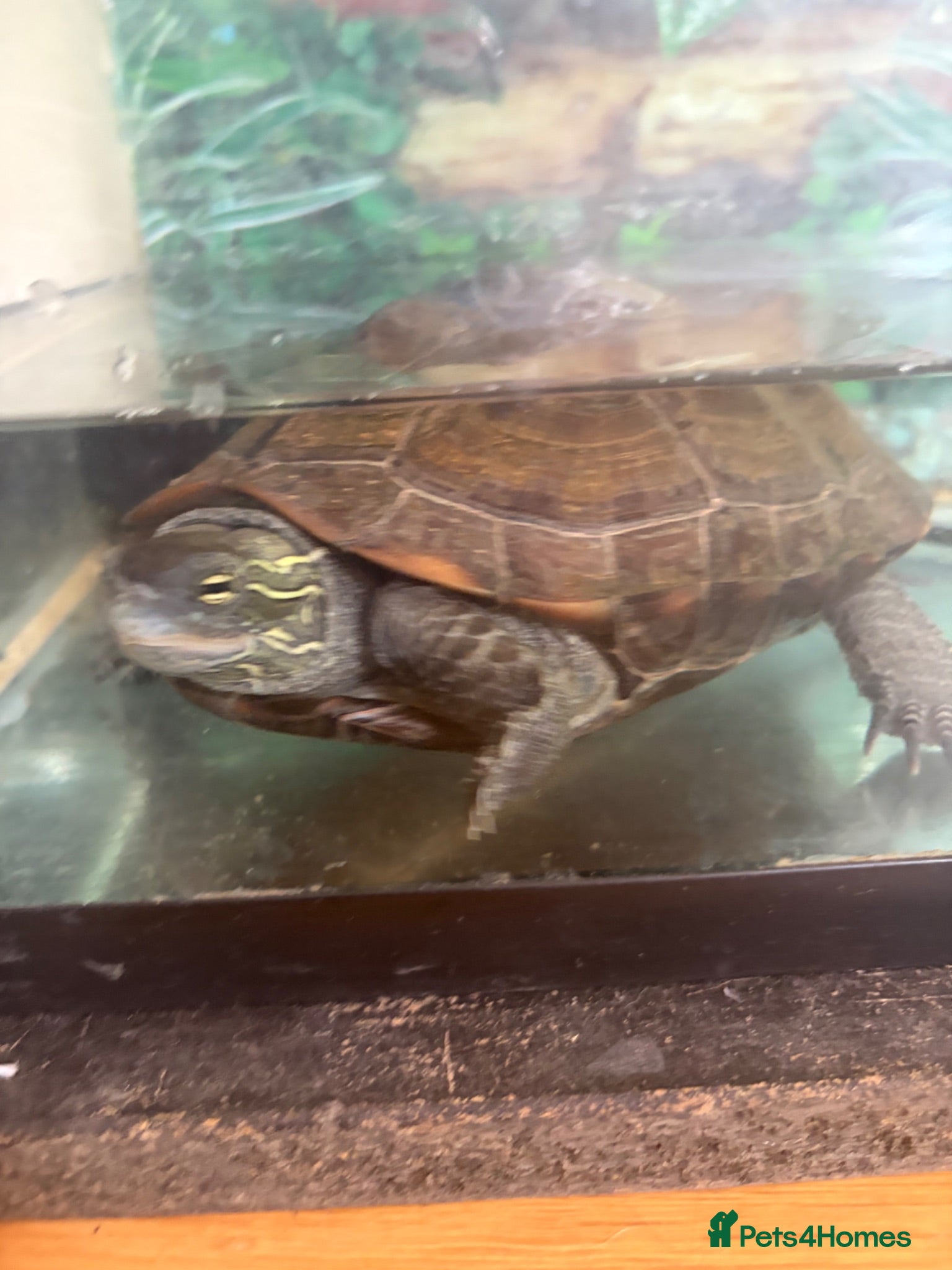 Turtle reptiles Female Turtle  - Advert 3