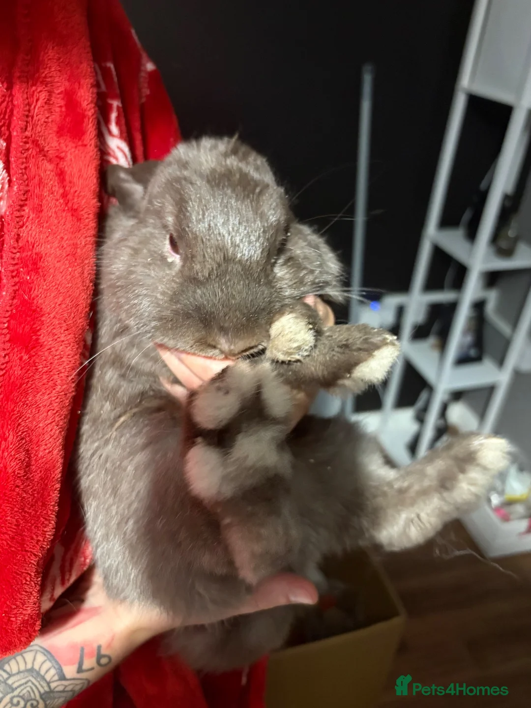 Mixed Breed rabbits for sale: Bernard Bunny - Advert 2