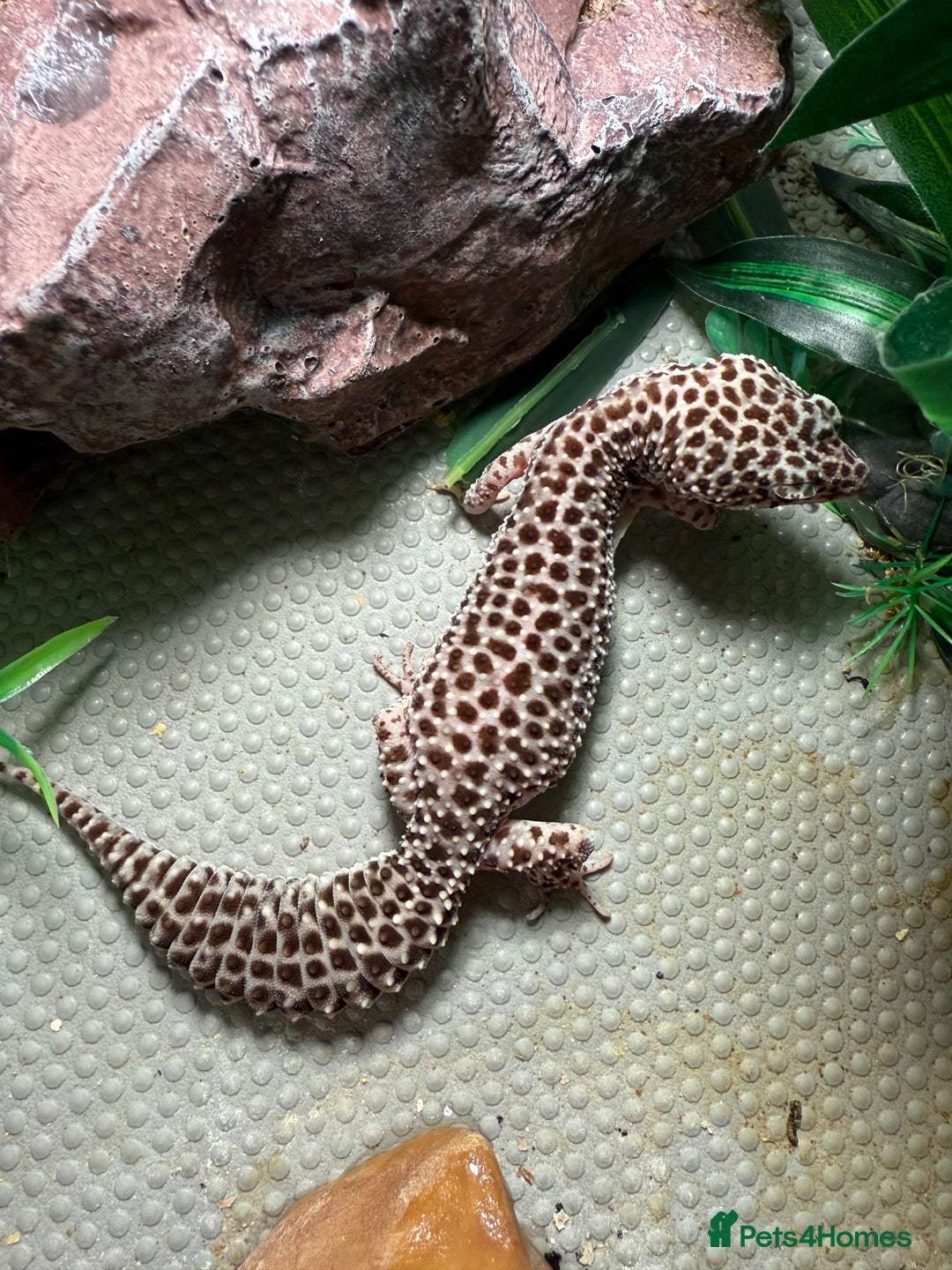 Leopard Gecko reptiles for sale: Leopard Gecko looking for a new home - Image 4