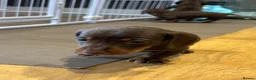 Miniature Dachshund dogs for sale:  Chocolate brown miniature Dachshund puppies in Sherborne - Advert 4