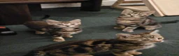 American Shorthair cats for sale: Kittens for sale  - Advert 7