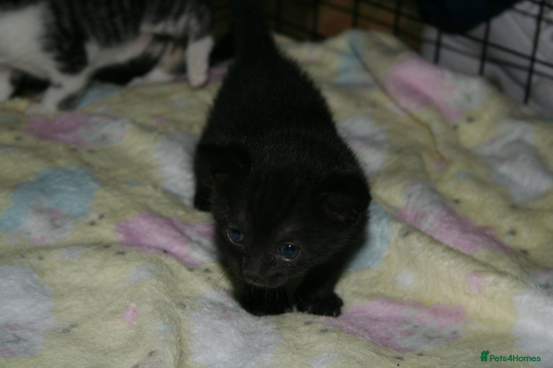 Domestic Shorthair cats for sale: Beautiful kittens ready 11th Sept - Image 8