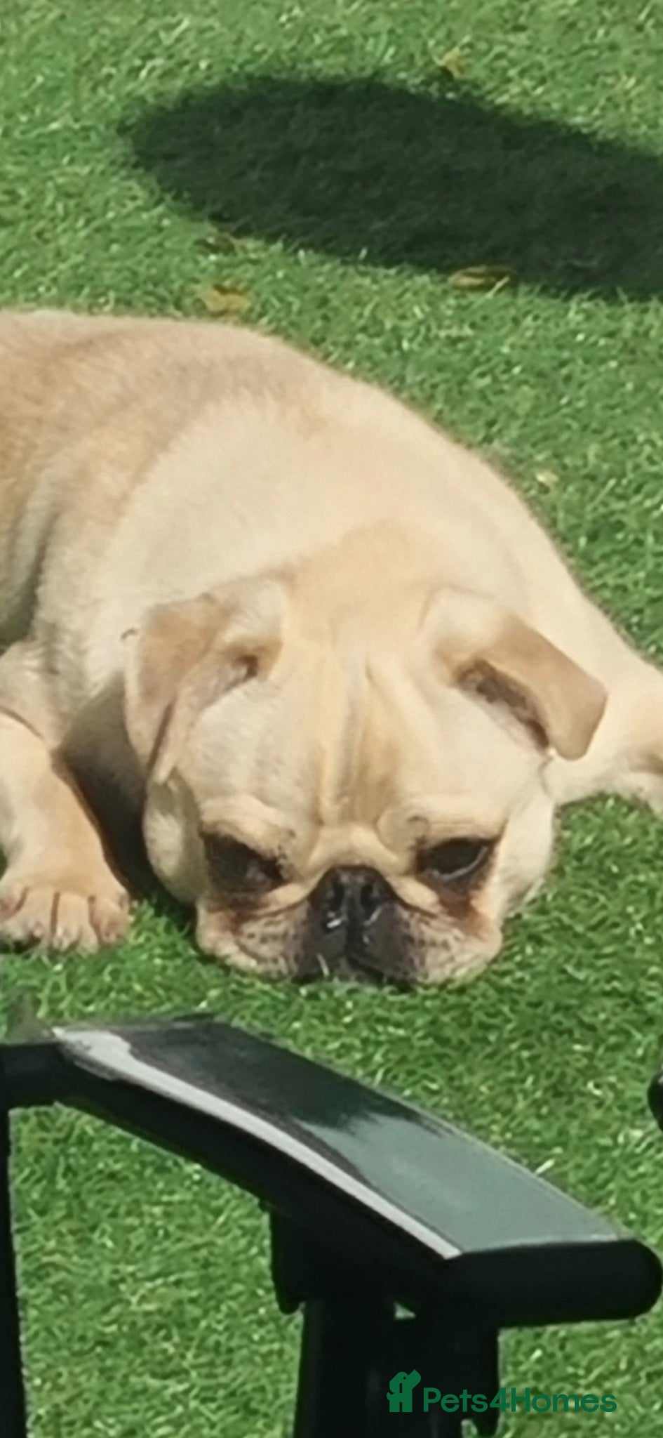 Pug dogs 2 beautiful male pugs  - Advert 3