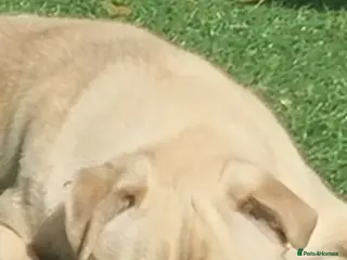 Pug dogs 2 beautiful male pugs - Advert 3