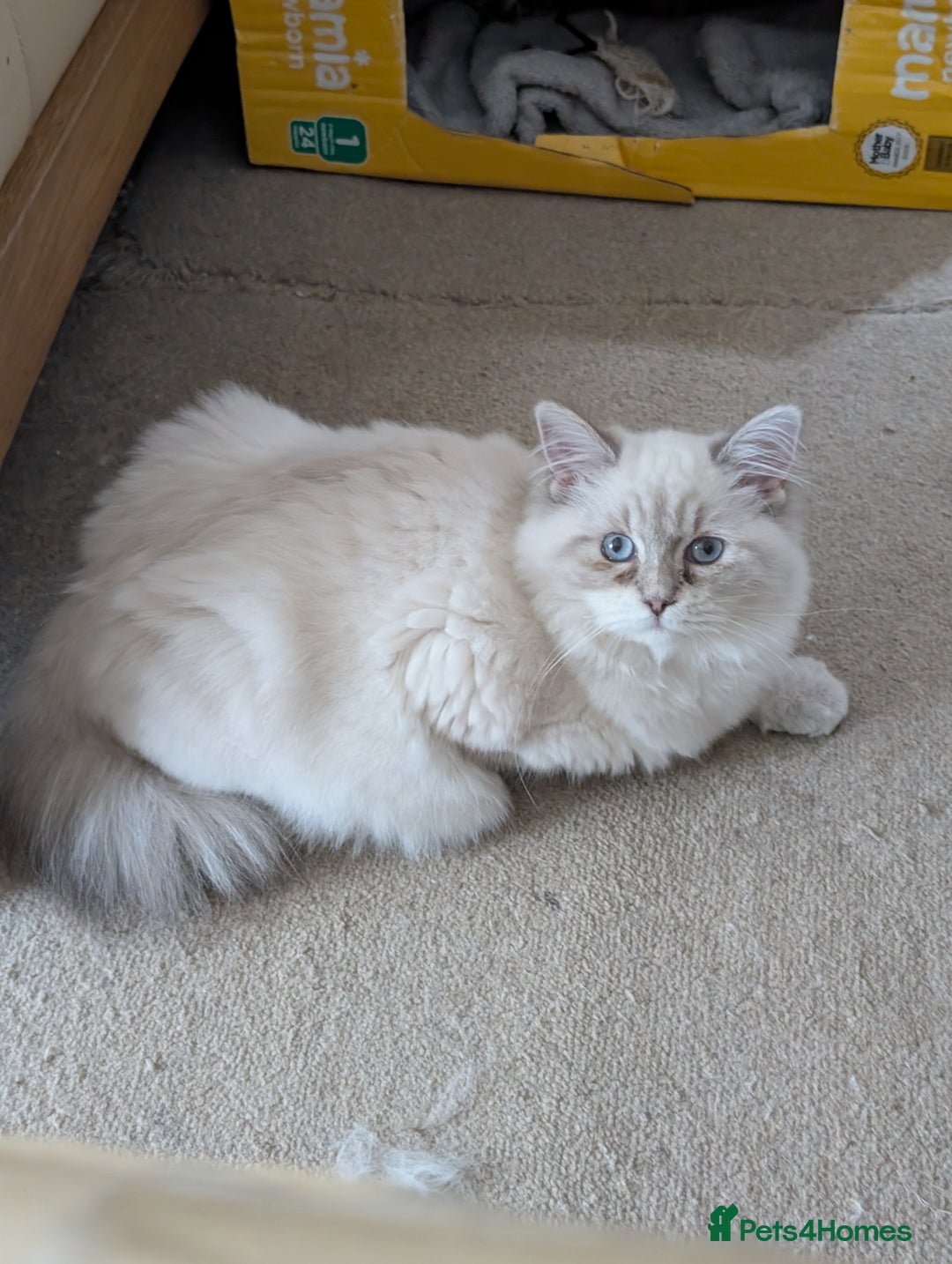 Ragdoll cats for sale: Ragdoll Girl  - Advert 6