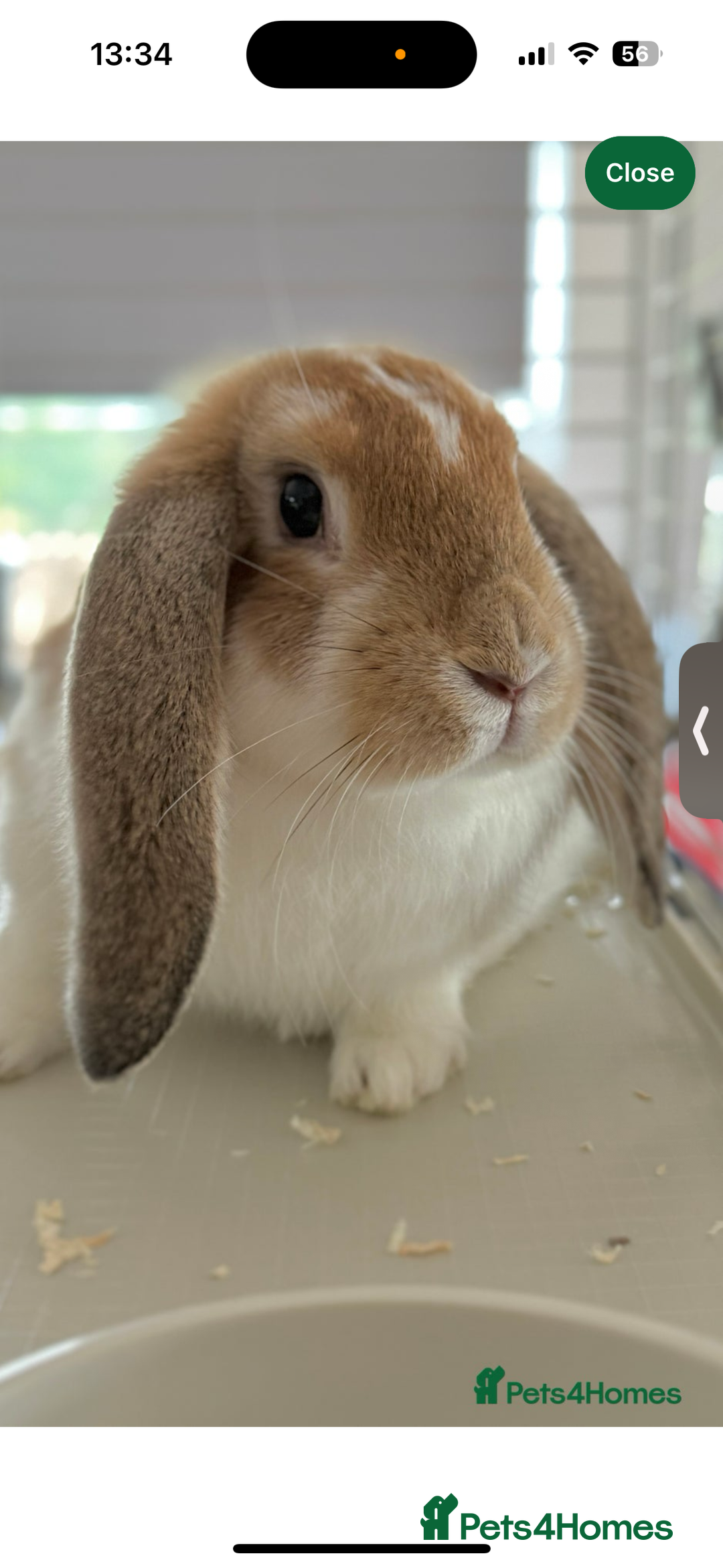English Lop rabbits for sale: English Lop bunny called Thumper - Advert 1