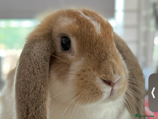 English Lop rabbits English Lop bunny called Thumper - Advert 2