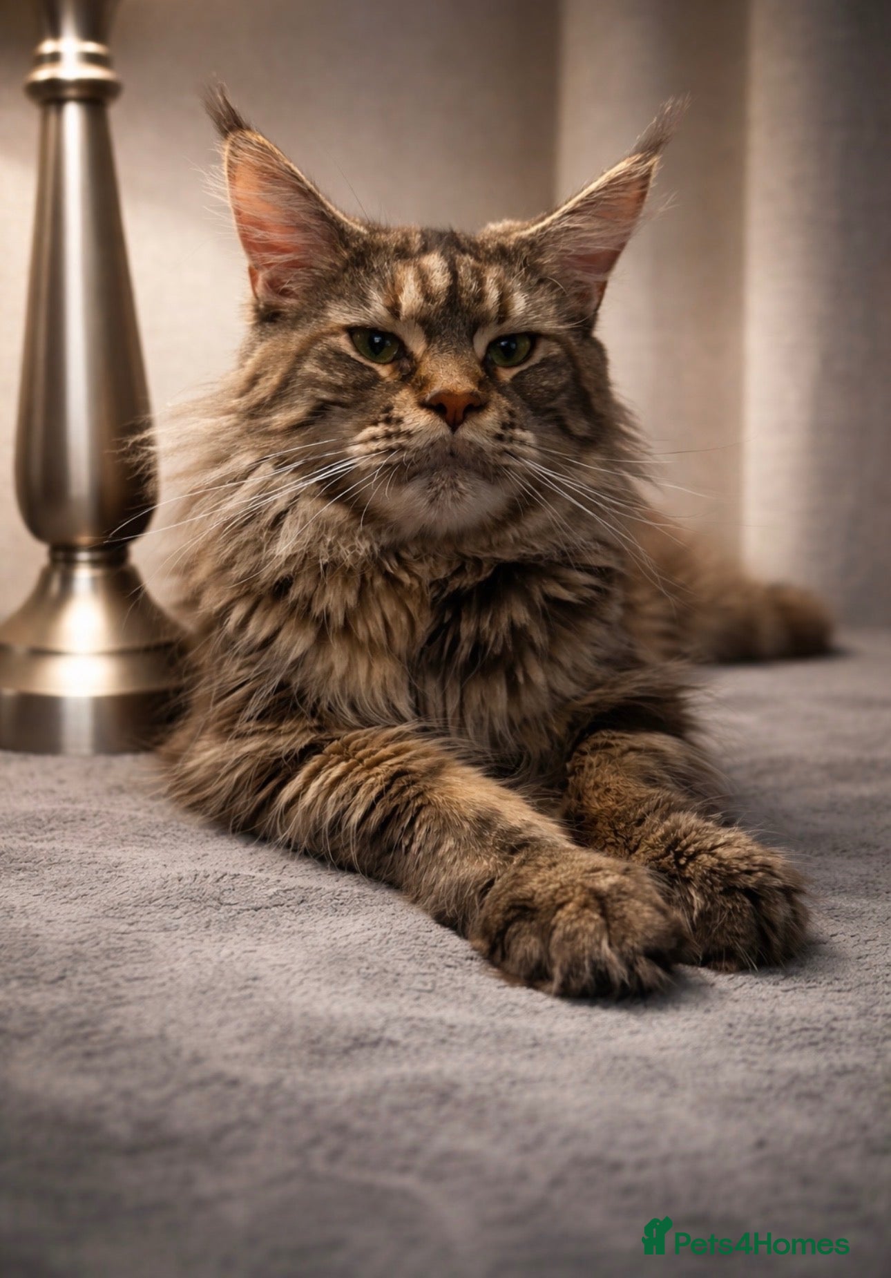 Maine Coon cats for sale: Beautiful Maine Coons - Advert 5