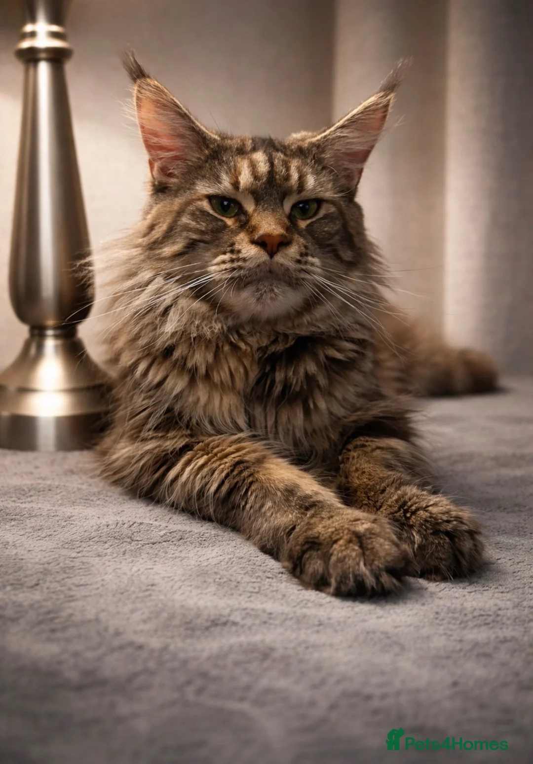 Maine Coon cats for sale: Beautiful Maine Coons - Advert 1