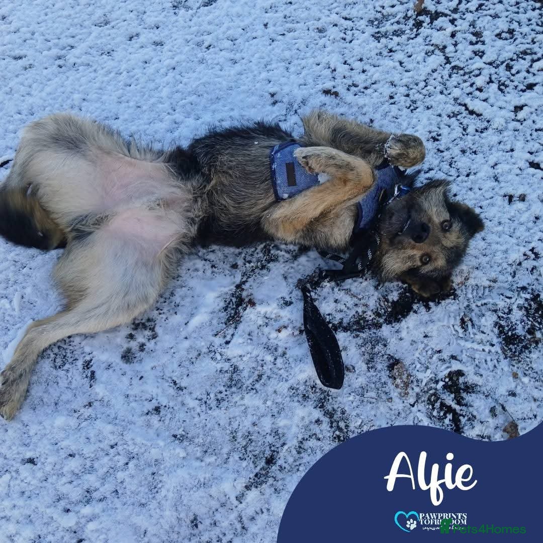 Mixed Breed dogs for adoption: Meet Alfie, currently residing in Buckinghamshire  - Advert 1