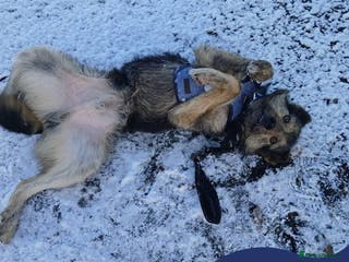 Mixed Breed dogs Meet Alfie, currently residing in Buckinghamshire - Advert 2