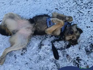 Mixed Breed dogs Meet Alfie, currently residing in Buckinghamshire - Advert 17