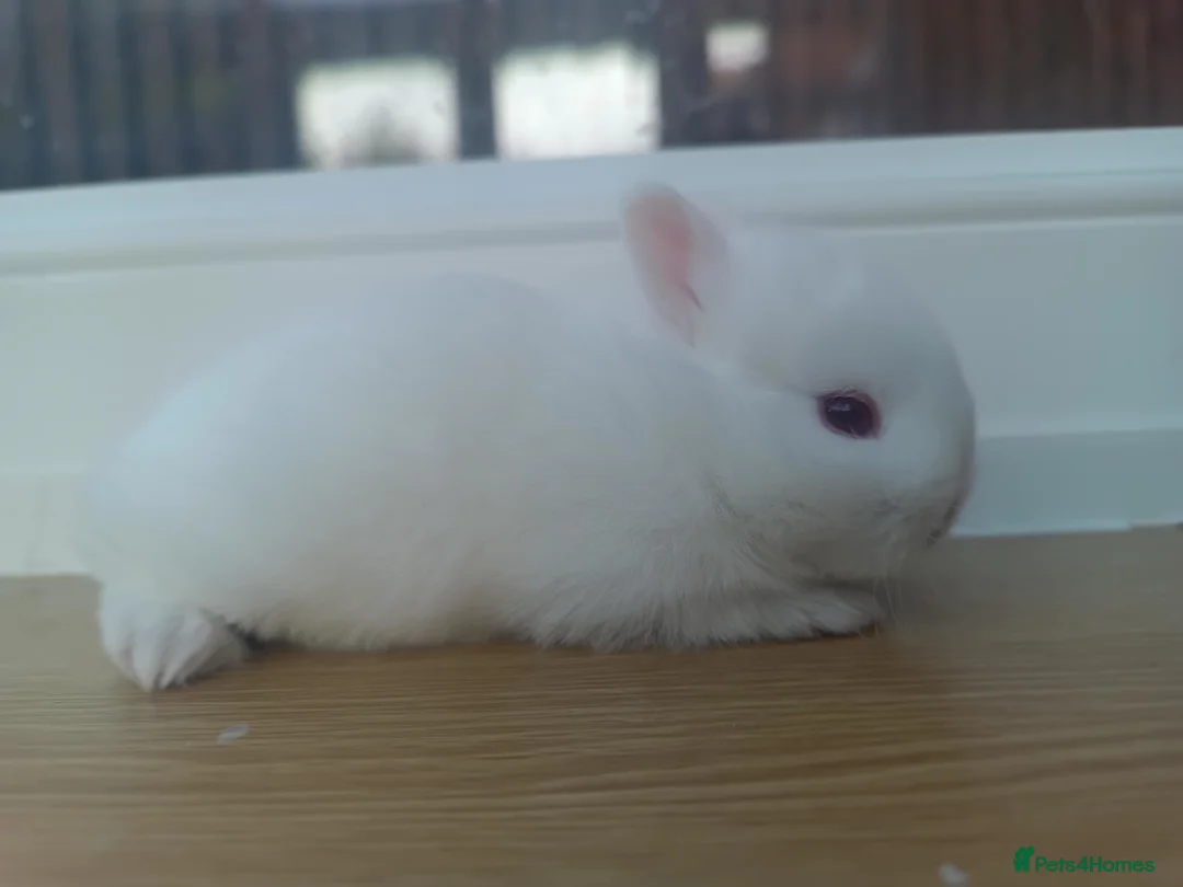 Netherland Dwarf rabbits for sale: Netherland Dwarf Ruby Eyed Rabbit  - Advert 2