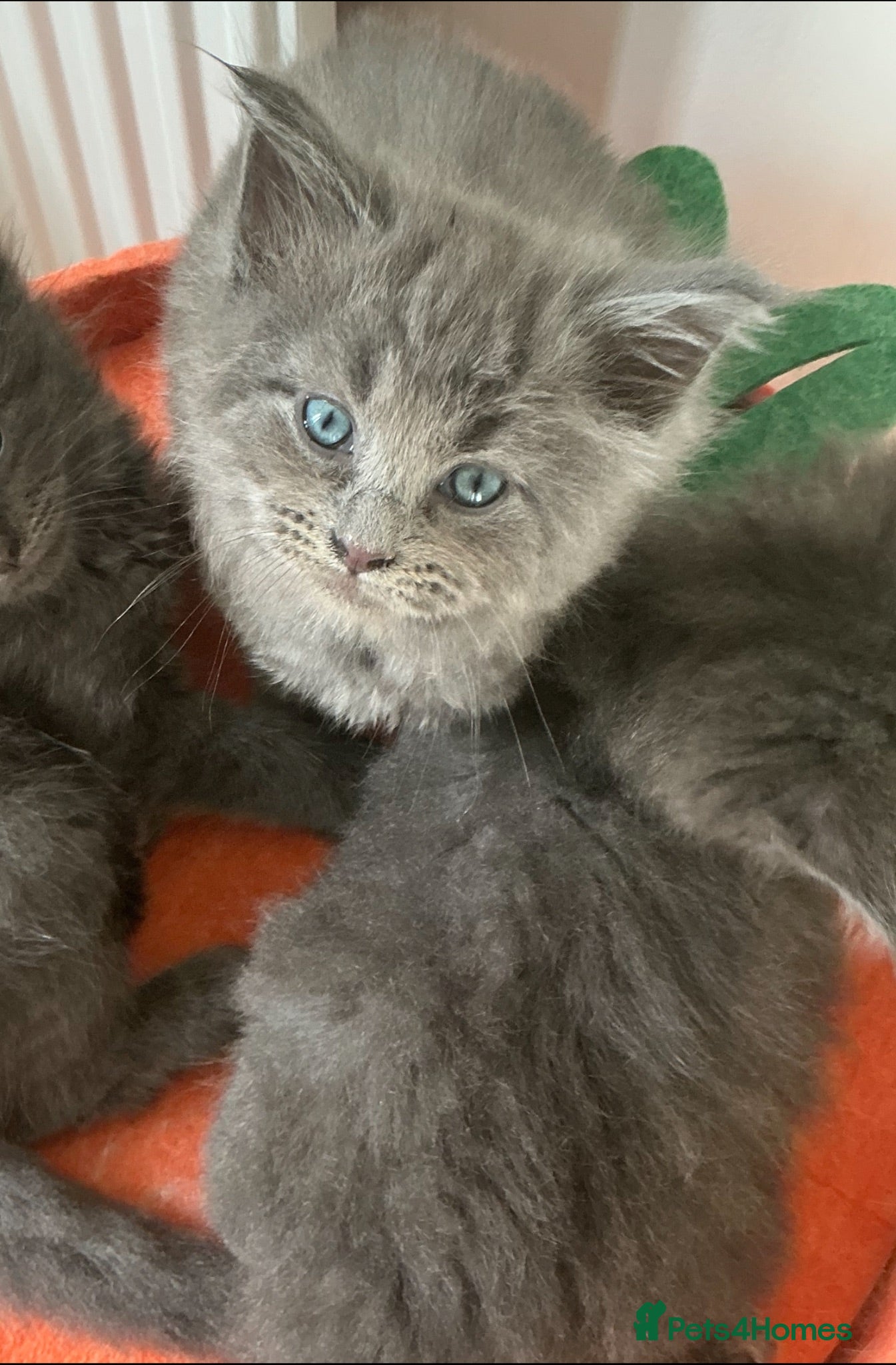 Ragdoll cats Beautiful 😻😻💖💙 Ragcoons  - Advert 12