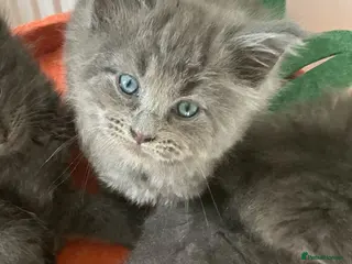 Ragdoll cats Beautiful Ragcoons Can Leave Next Saturday - Advert 4