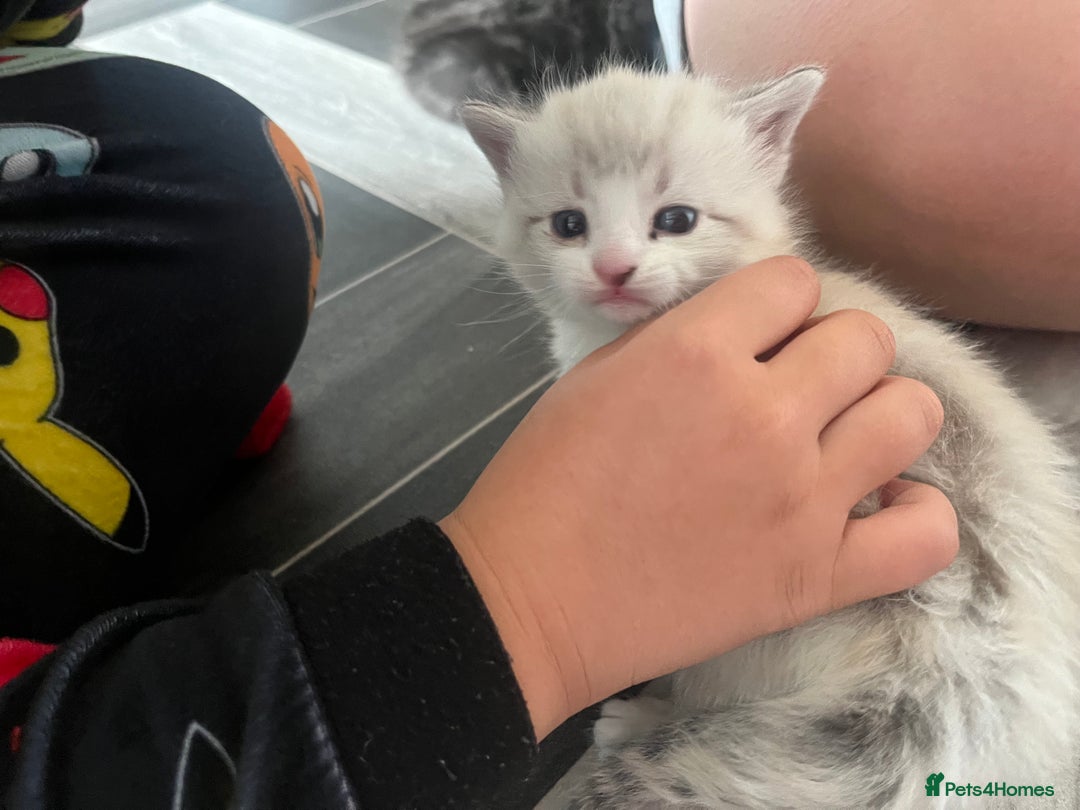 Mixed Breed cats for sale: 4 beautiful friendly mixed breed kittens for sale  in Northwich - Image 3