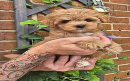 Maltipoo dogs for sale: Amazing TeddyBear Asian Korean Maltipoo puppies - Image 22