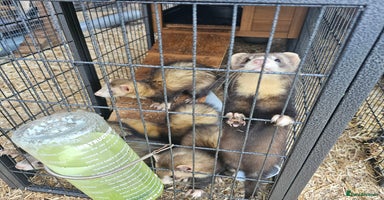 Ferret rodents - Advert 12