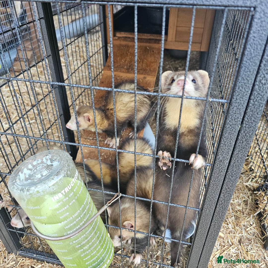 Ferret rodents for sale: 4 hobs kits from working stock for sale - Image 2
