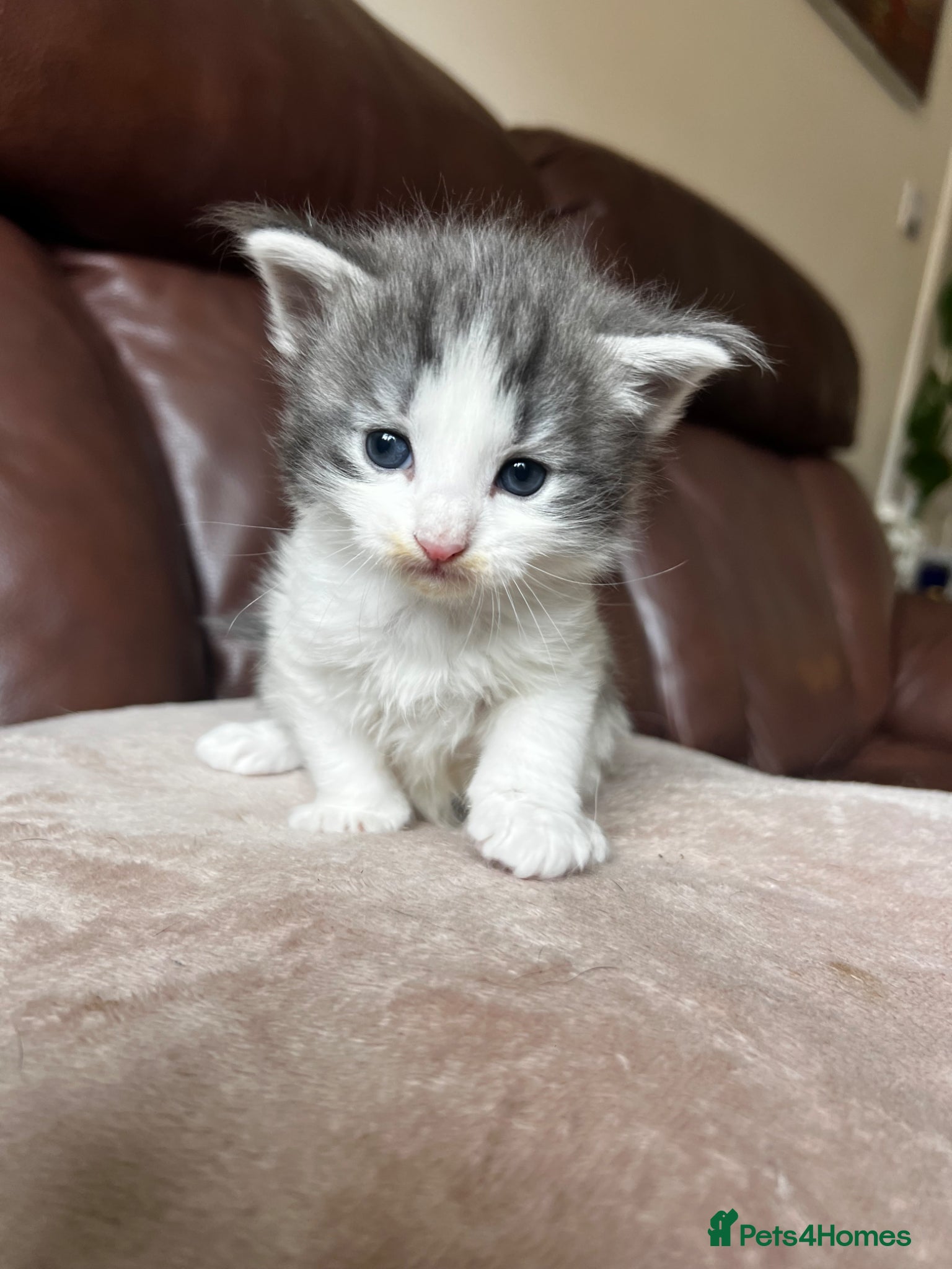 Mixed Breed Kitten 2