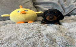 Miniature Dachshund dogs for sale: Fully vaccinated and ready TO GO,kc reg pra clear in Warrington - Image 16