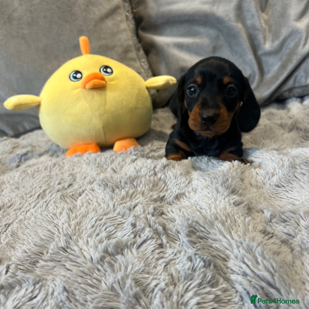 Miniature Dachshund dogs for sale: Fully vaccinated and ready TO GO,kc reg pra clear in Warrington - Image 16