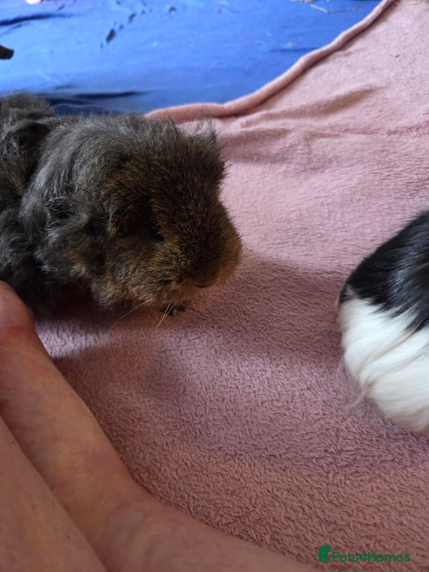 Guinea Pig rodents Toffee - 1 year old - Advert 1