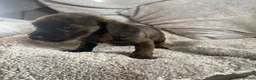 Mixed Breed dogs for sale: Cavajack puppies for sale  - Advert 5