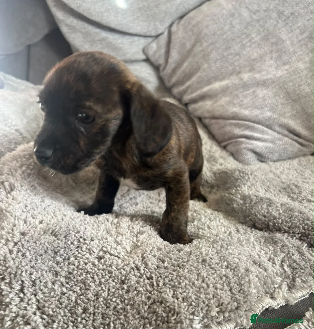 Mixed Breed dogs for sale: Cavajack puppies for sale  - Advert 5