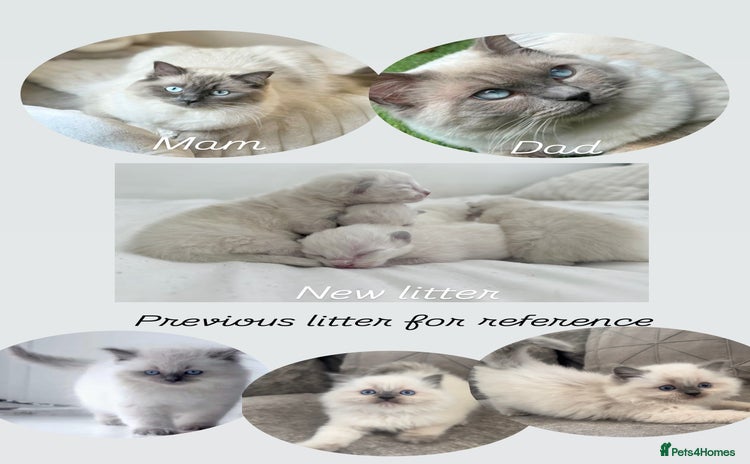 Ragdoll cats - Advert 12