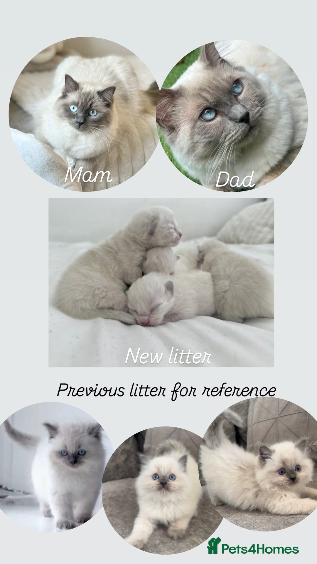 Ragdoll cats for sale: BLUE POINT RAGDOLL KITTENS! - Image 1