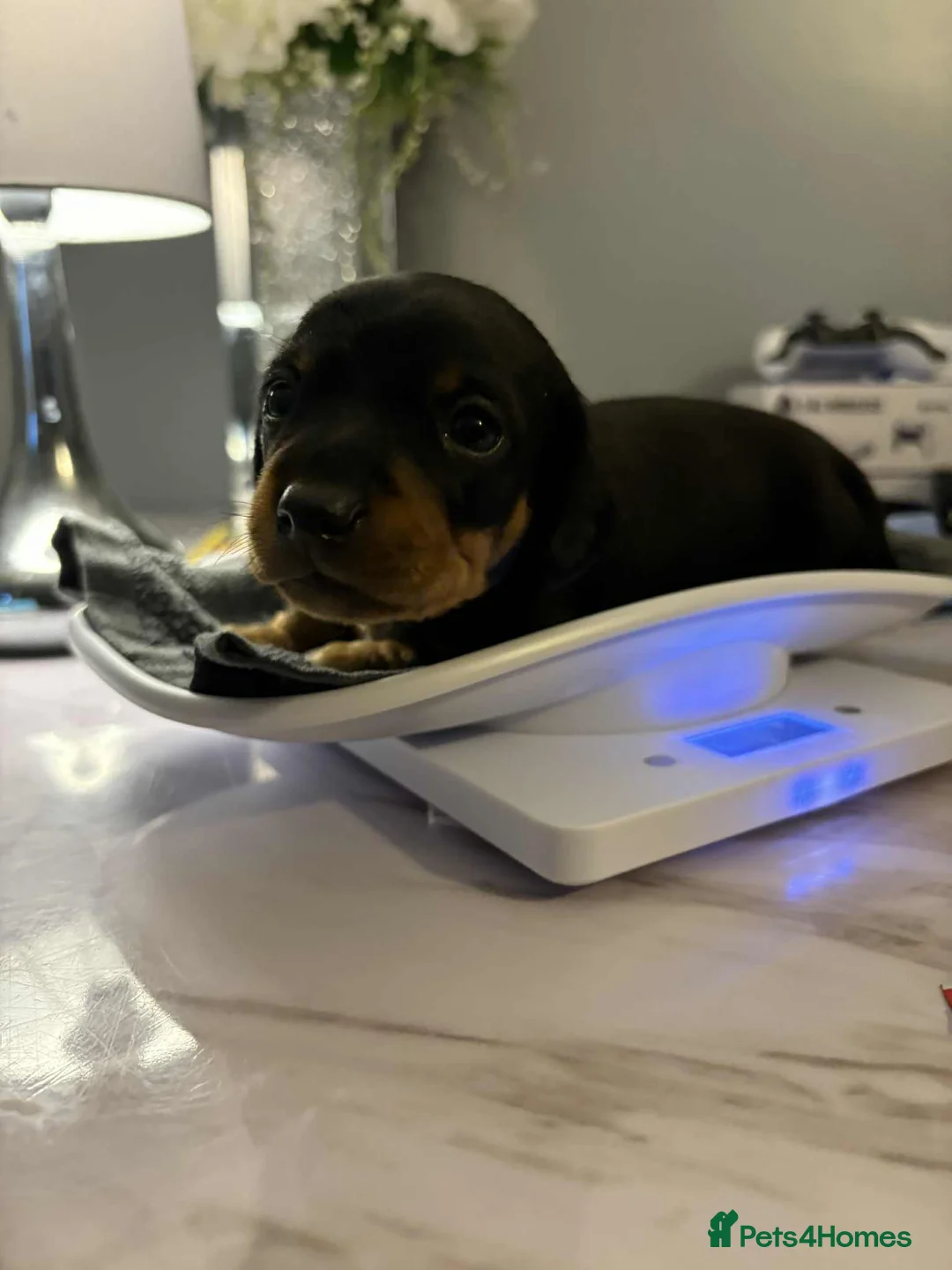 Miniature Dachshund dogs for sale: Miniature dachshund boy - Advert 5
