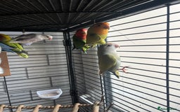 Lovebirds birds for sale: Beautiful lovebirds - Image 1