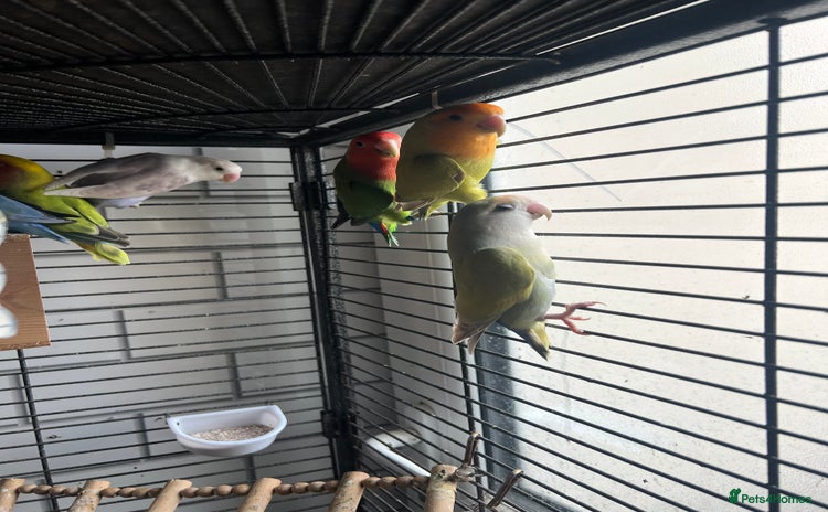 Lovebirds birds - Advert 5