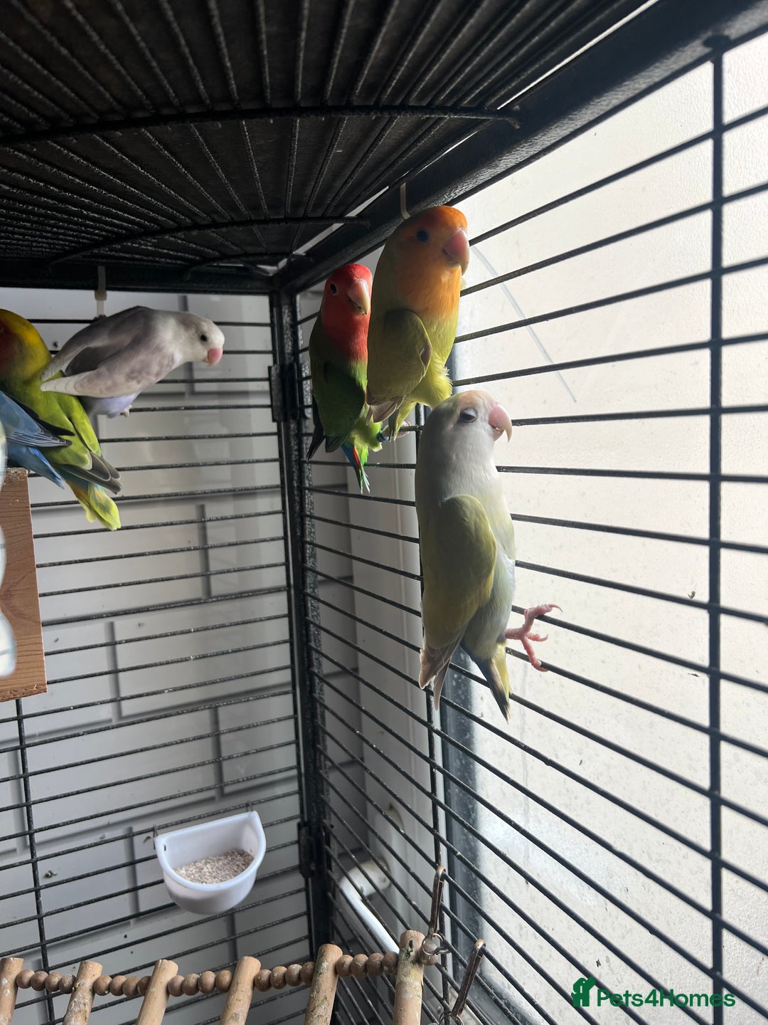 Lovebirds birds for sale: Beautiful lovebirds - Image 1