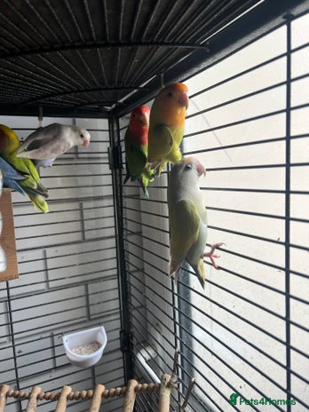 Lovebirds birds - Advert 7