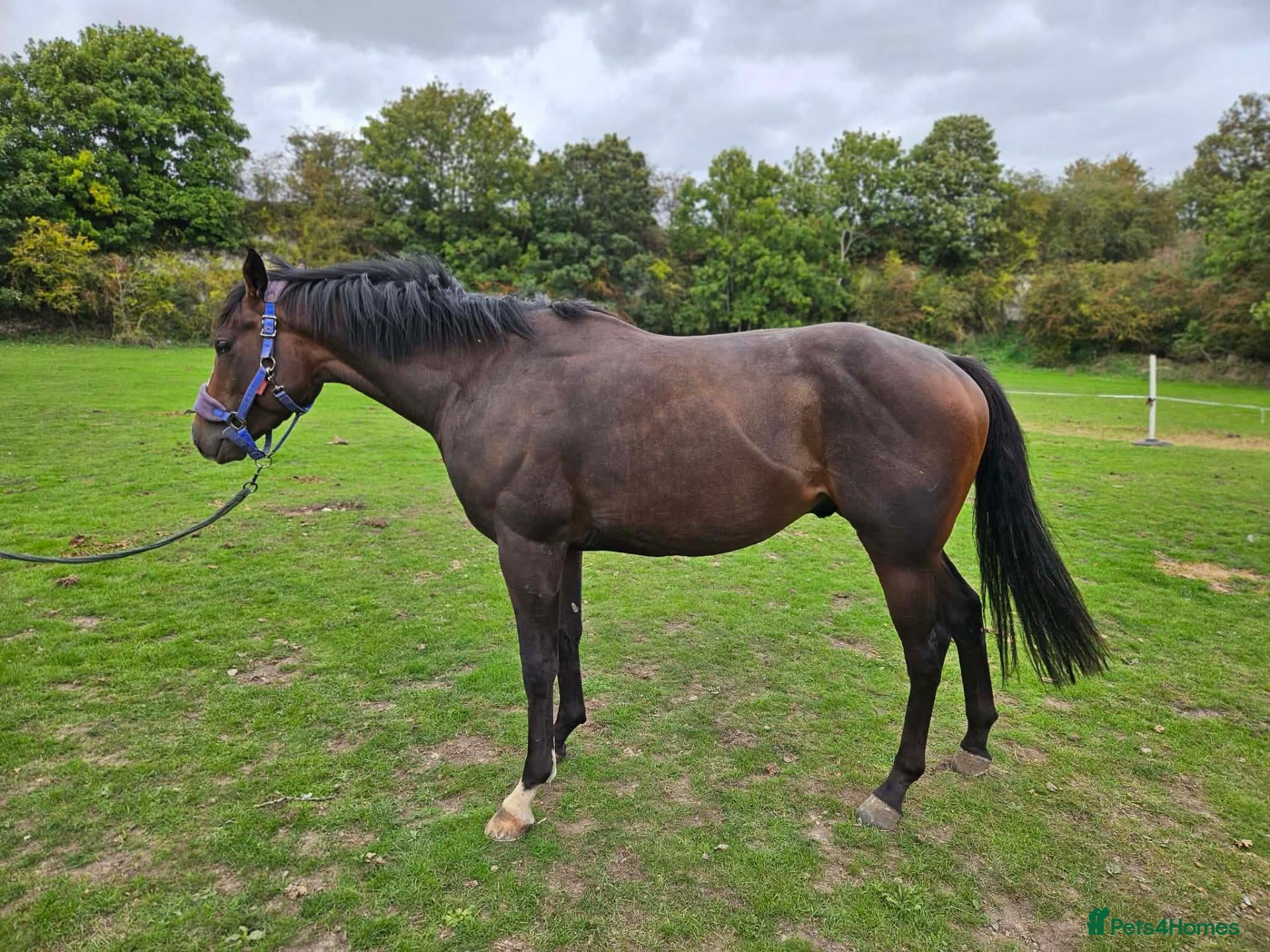 English Thoroughbred horses 16hh Bay Tb filly  and 15.1 Bay Thoroughbred 2yrs  - Advert 1
