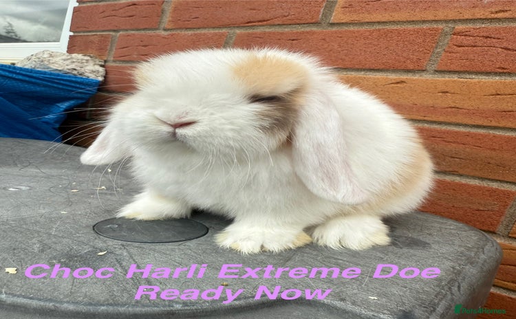 Mini Lop rabbits in Chard - Advert 2