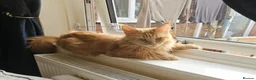 Maine Coon cats for sale: Red female Maine coon  - Advert 7