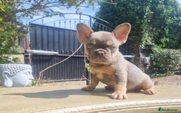 French Bulldog dogs for sale: Beautiful French bulldogs - Image 8