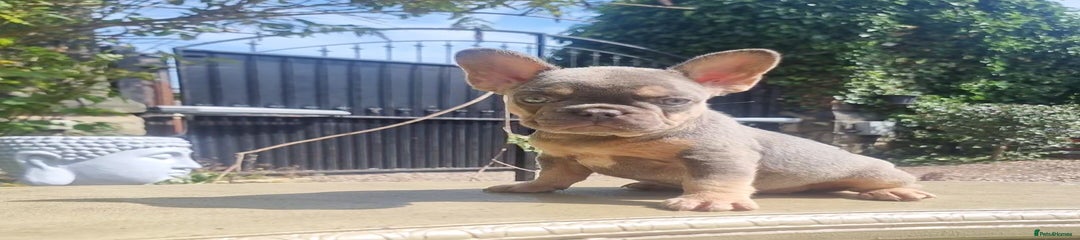 French Bulldog Puppy 7