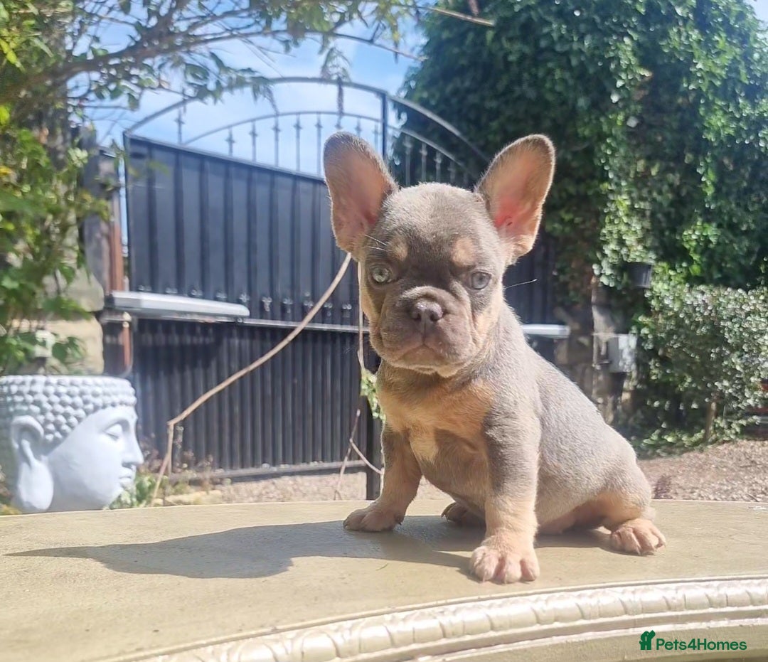 French Bulldog dogs for sale: Beautiful French bulldogs - Image 8