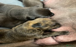 Mixed Breed dogs for sale: Staffy X Rottweiler puppies for sale - Image 15
