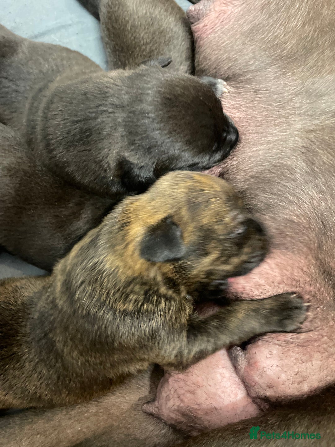 Mixed Breed dogs for sale: Staffy X Rottweiler puppies for sale - Image 15