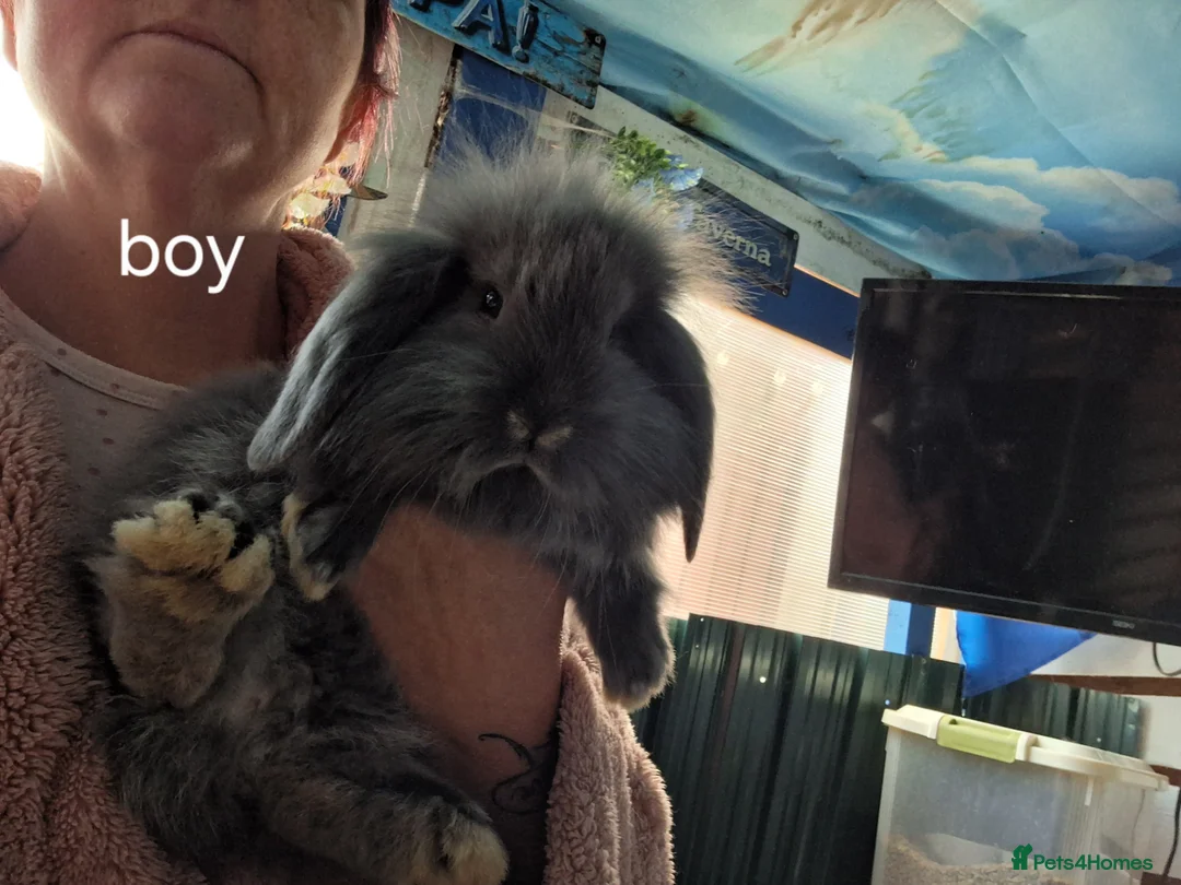 French Lop rabbits for sale: French lop bunnies - Advert 2