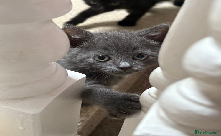 British Shorthair cats - Advert 7